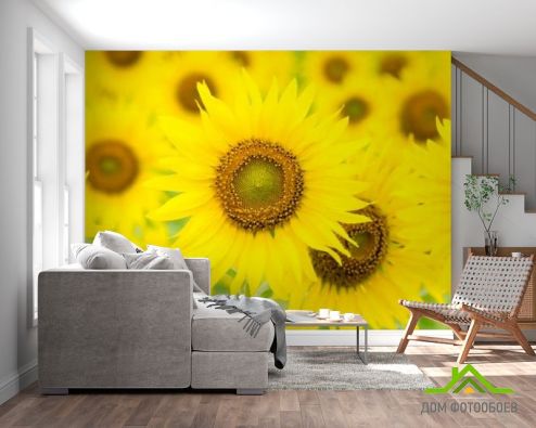 выбрать Фотошпалери великі соняшники Фотошпалери Фотошпалери Квіти:  на стіну