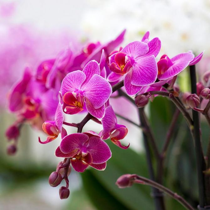 Фотообои Орхидеи соцветие