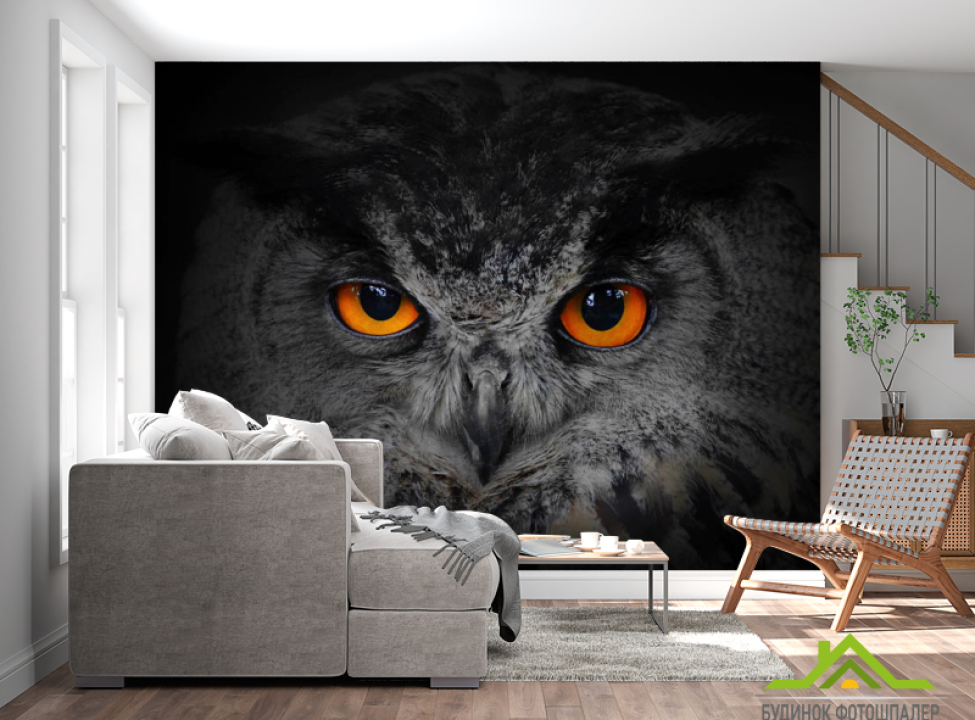 выбрать Фотошпалери сова Каталог фотошпалер на стіну