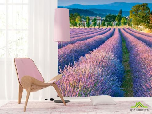 выбрать Фотообои Лаванда, поле Фотообои Фотообои Природа - Лето, фиолетовый на стену
