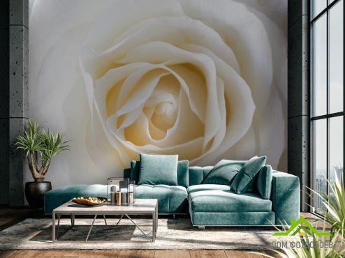 выбрать Фотошпалери біла троянда  на стіну