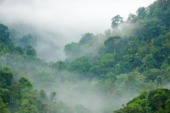 Фотошпалери тропічний ліс