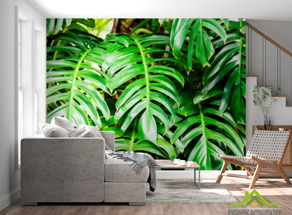 выбрать Фотообои Листья монстеры Каталог фотообоев на стену