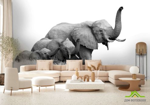 выбрать Фотообои  слоны Фотообои, цвет: «горизонталная, горизонтальная» на стену