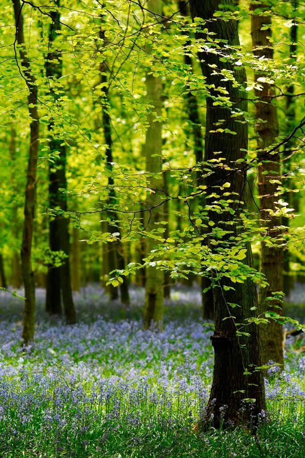Фотообои В лесу, цветы