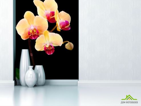 выбрать Фотошпалери Кремово-білі орхідеї Фотошпалери Фотошпалери Квіти: фото, чорний  на стіну