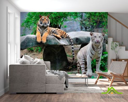 выбрать Фотообои Любознательные тигры Фотообои Фотообои Животные: Тигры, фото на стену