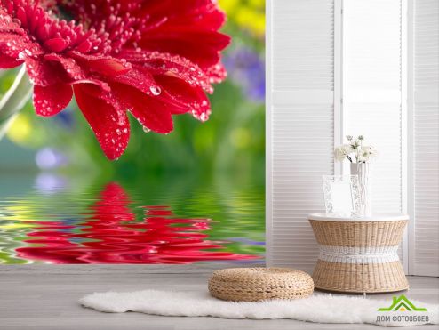 выбрать Фотошпалери червоний квітка над водою Фотошпалери Фотошпалери Квіти: квадратна орієнтація на стіну