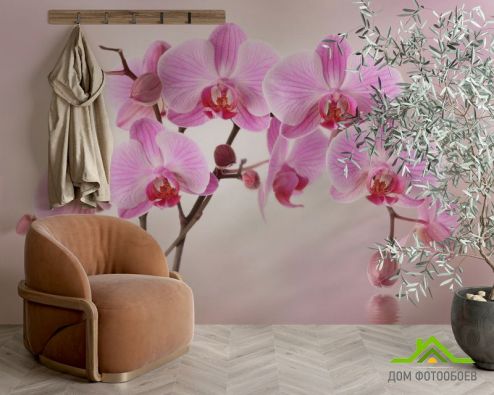 выбрать Фотообои сиреневые орхидеи из воды Фотообои, цвет: «горизонталная, горизонтальная» на стену