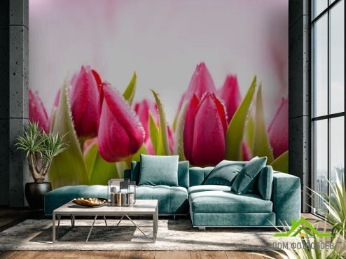выбрать Фотошпалери Рожево-малинові тюльпани Фотошпалери Фотошпалери Квіти: фото  на стіну