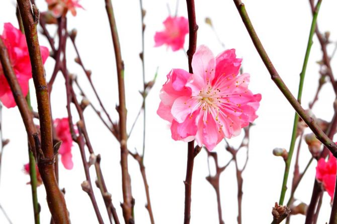 Фотообои Розовый цветок