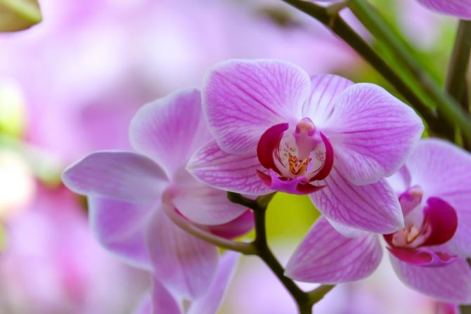 Фотошпалери орхідеї з листком