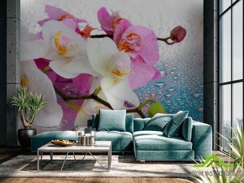 выбрать Фотообои Орхидеи малиновые и белые Фотообои Цветы на стену