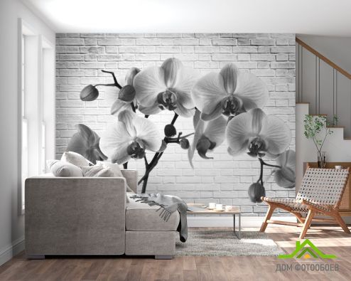 выбрать Фотообои Орхидея Фотообои Фотообои Цветы: картинка, горизонталная, горизонтальная  на стену