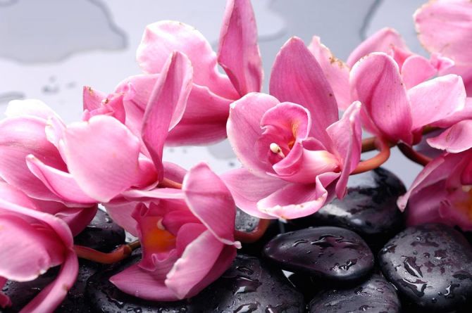 Фотошпалери Орхідеї рожеві гілкою