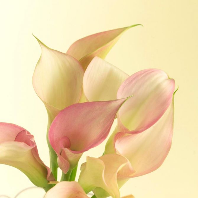 Фотообои Бежевый красивый цветок
