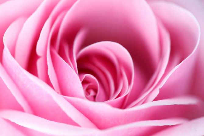 Фотошпалери Рожева бліда троянда