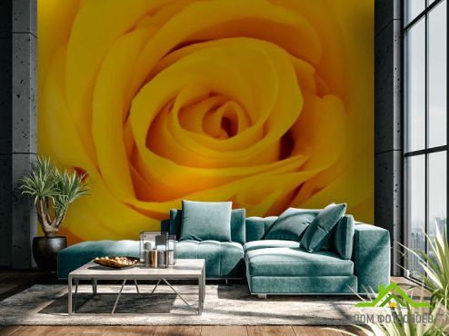 выбрать Фотообои желтая роза Фотообои, цвет: «» на стену