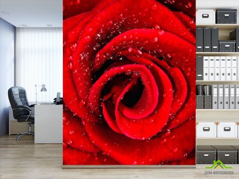 выбрать Фотообои Роза алая в росе Фотообои Фотообои Цветы: вертикальная, красный ориентация на стену