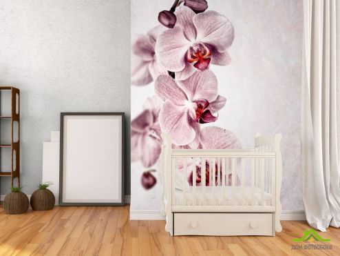 выбрать Фотообои Серенькие орхидеи Фотообои, цвет: «фото» на стену