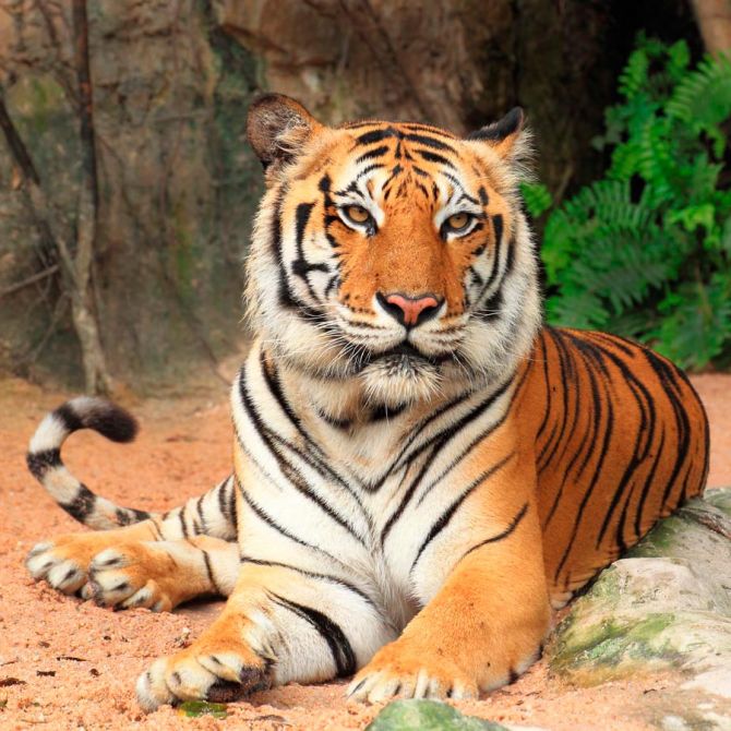 Фотошпалери Тигр на відпочинку