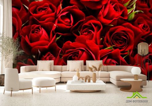 выбрать Фотообои Розы алые Фотообои Фотообои Цветы: горизонталная, горизонтальная, красный ориентация на стену
