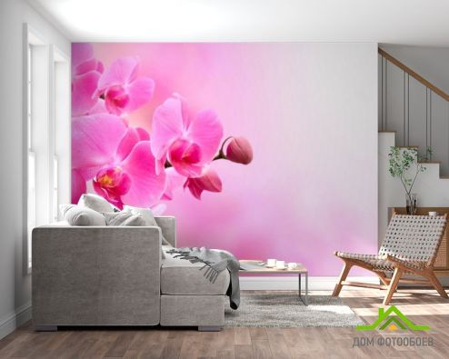 выбрать Фотошпалери Орхідеї рожевого відтінку Фотошпалери Фотошпалери Квіти: рожевий на стіну