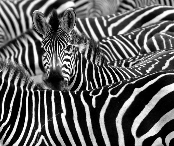 Фотообои Любопытная зебра