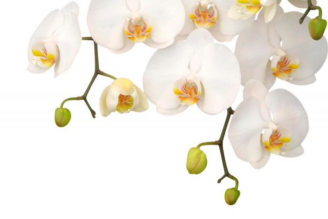 Фотообои Орхидеи белые и бутоны