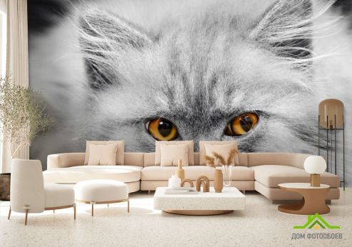 выбрать Фотообои Серый котенок Фотообои Коты на стену