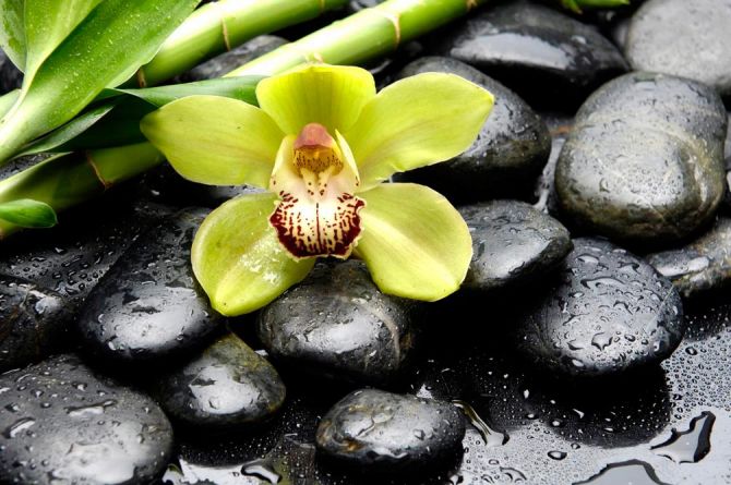 Фотошпалери Зелена орхідея, камені