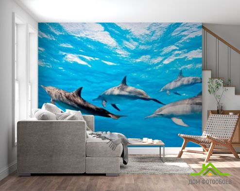 выбрать Фотообои Игра дельфинов Фотообои Животные на стену