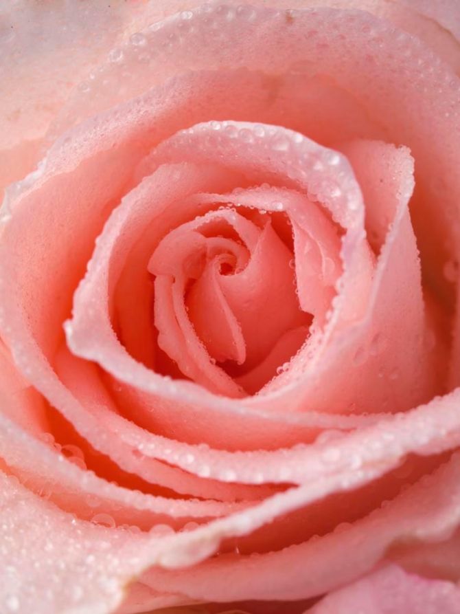 Фотообои Розово-кремовая роза