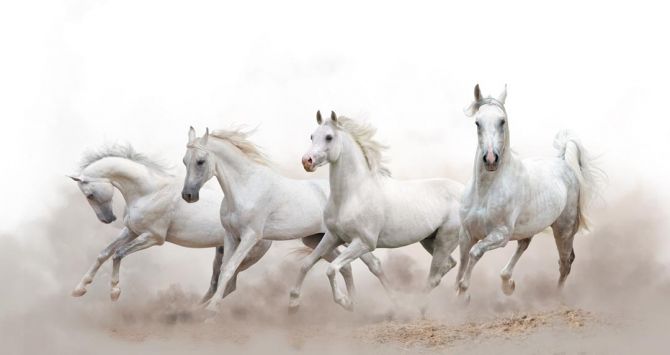 Фотошпалери чотири білі коні