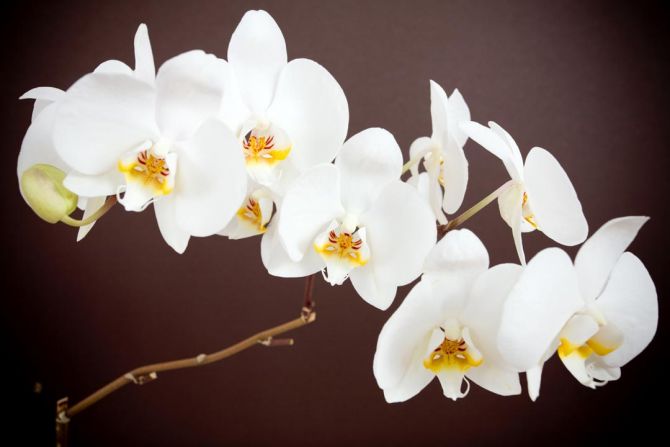 Фотошпалери біла орхідея