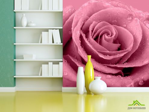 выбрать Фотообои Макро-съемка розы Фотообои Фотообои Цветы: фото, бежевый  на стену