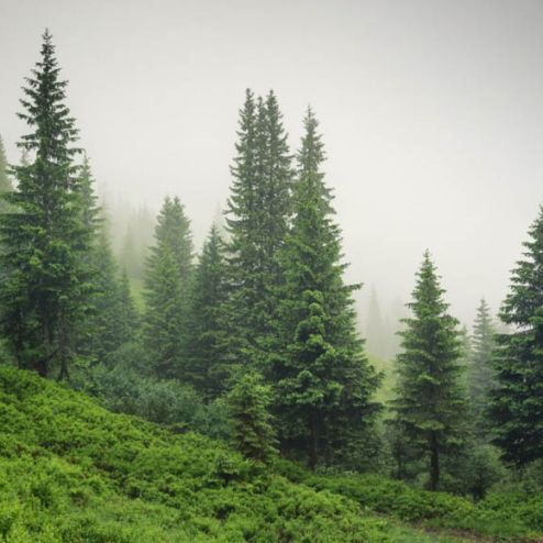 выбрать Фотообои лес в тумане Каталог фотообоев на стену