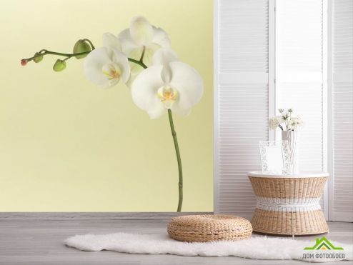 выбрать Фотообои белая орхидея на бежевом фоне  на стену