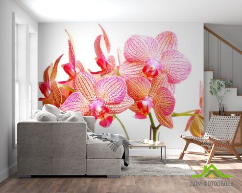 выбрать Фотообои Бежево-розовые орхидеи Розовые фотообои на стену