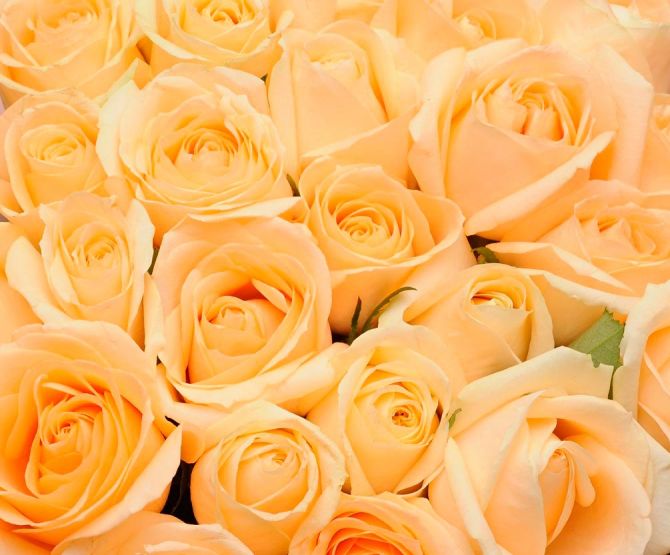 Фотошпалери Букет з кремових троянд
