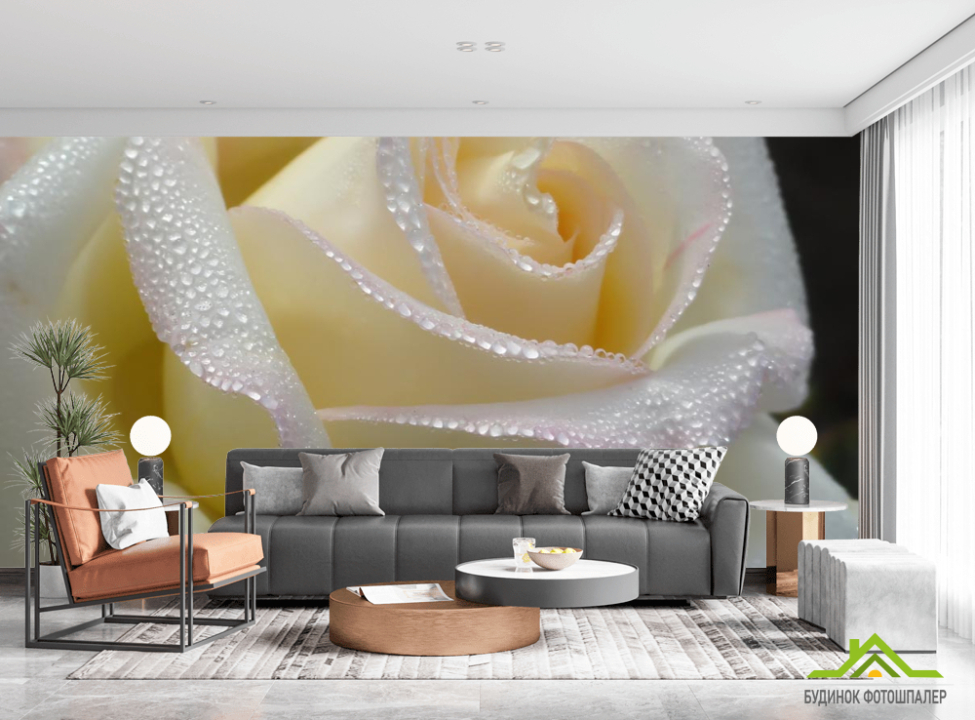 выбрать Фотообои белая роза с каплями Каталог фотообоев на стену