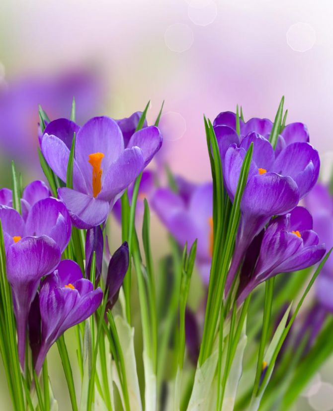 Фотошпалери фіолетові квіти в траві