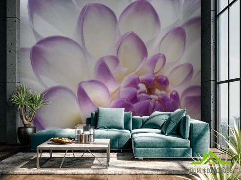 выбрать Фотошпалери Пелюстки півонії біло-фіолетові Фотошпалери Квіти на стіну