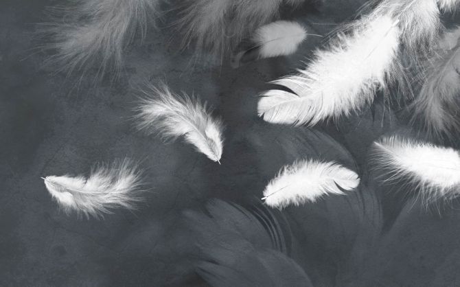 Фотообои Белые перья на сером