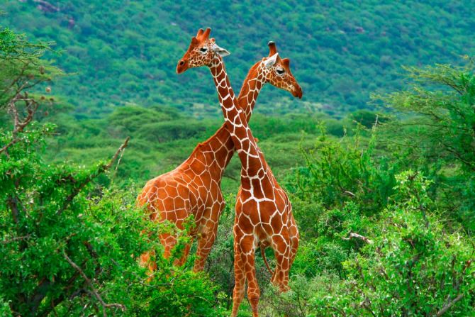 Фотообои Дружба жирафов