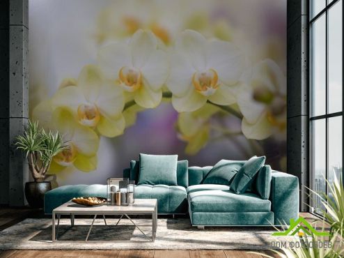 выбрать Фотообои желтые орхидеи Фотообои Фотообои Цветы:  на стену