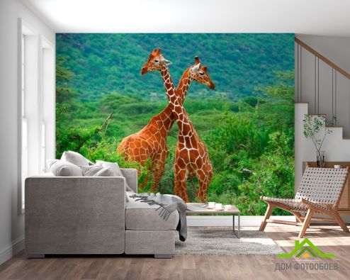 выбрать Фотообои Дружба жирафов Фотообои Жирафы на стену