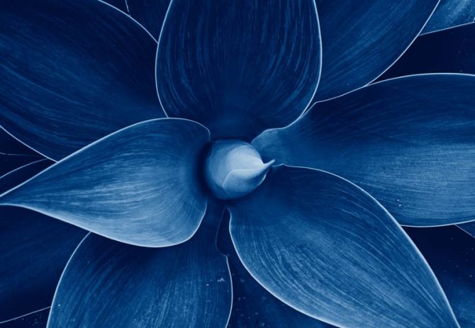 Фотообои синий цветок