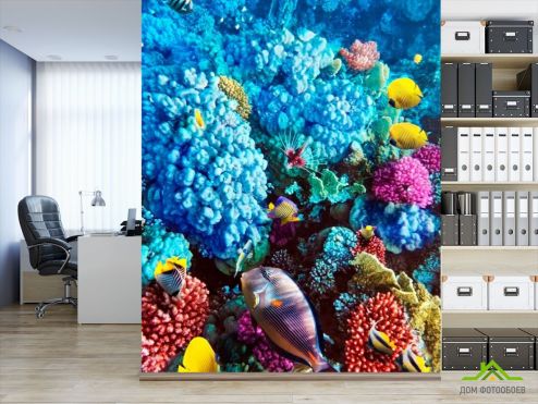 выбрать Фотошпалери Блакитні корали Фотошпалери Риби і море на стіну