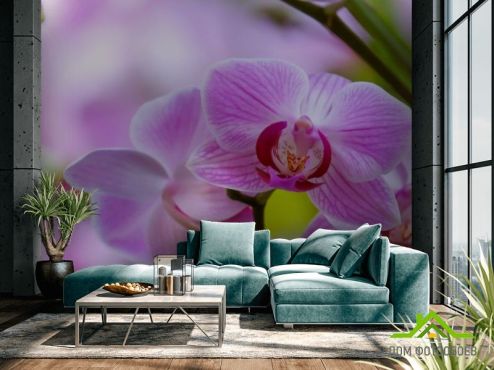 выбрать Фотошпалери орхідеї з листком Фотошпалери Квіти на стіну